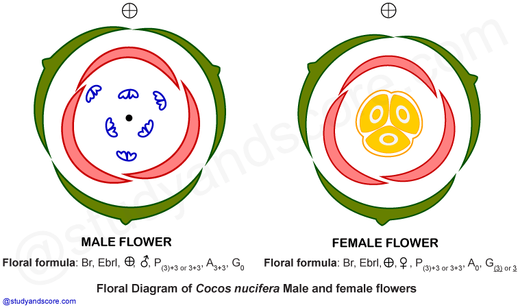 palm family, arecaceae, coconut tree, cocos nucifera, palmae, free notes